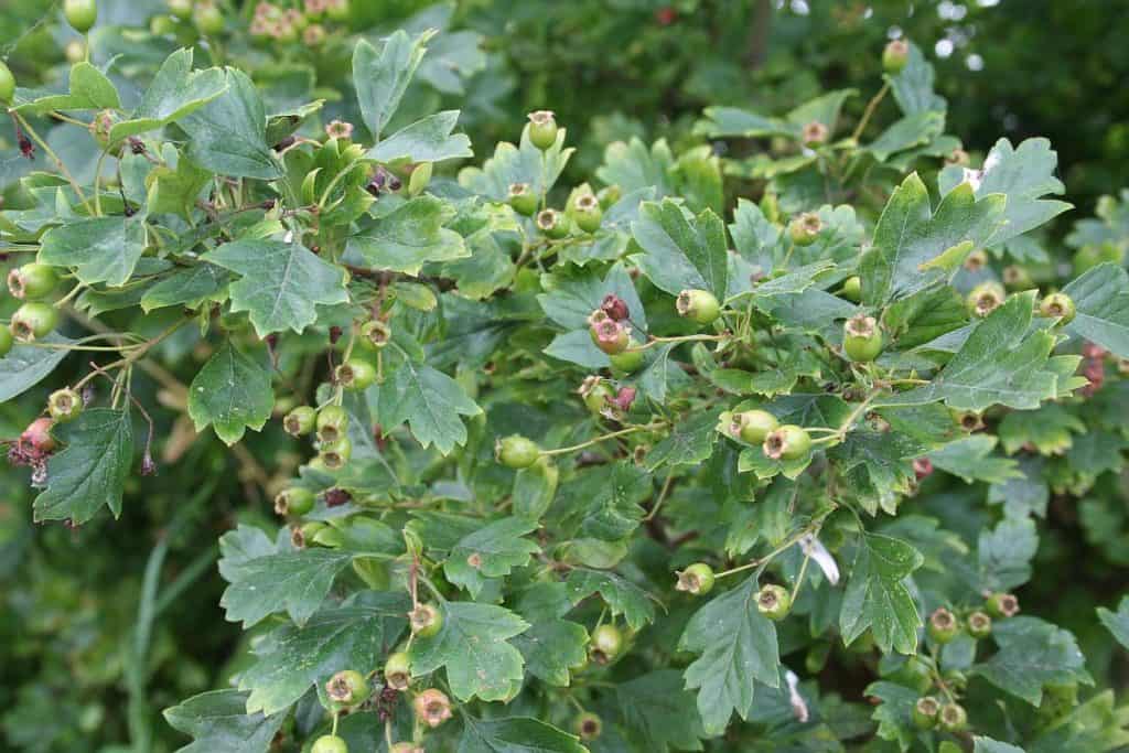 Eingriffeliger Weissdorn Unterschied zweigriffeligen Weissdorn