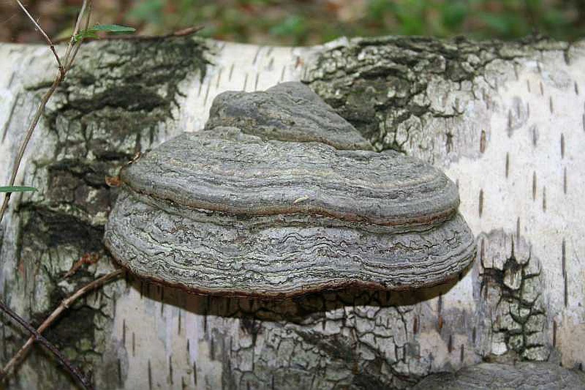 Zunderschwamm