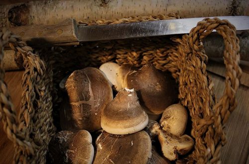 Vitalpilze: Der Birkenporling
