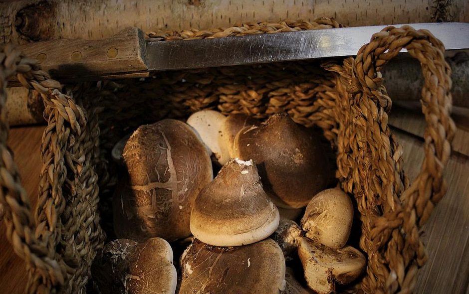 Frisch gesammelte Birkenporlinge