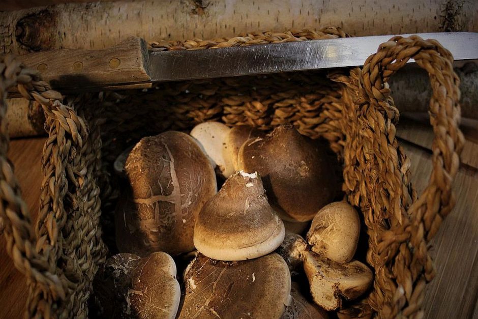 Frisch gesammelte Birkenporlinge