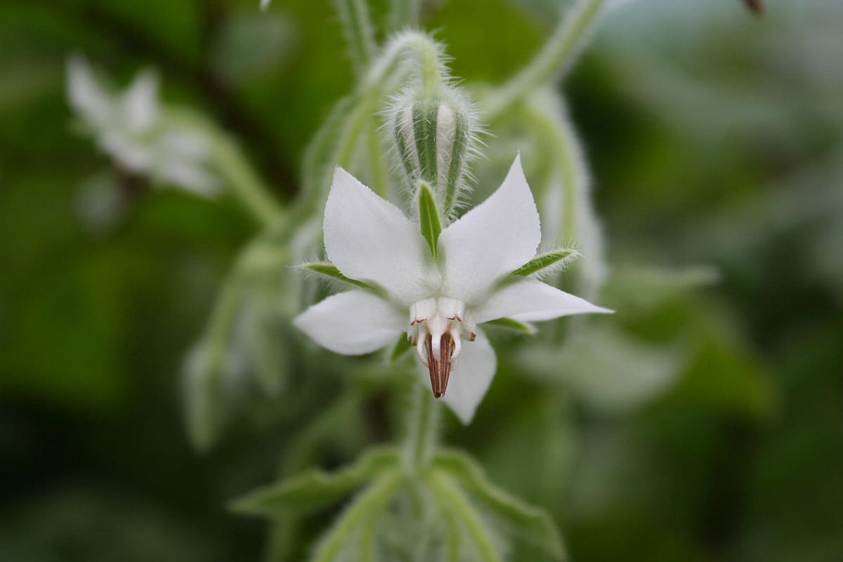 Borretsch in weiss Borretschblüte weiss