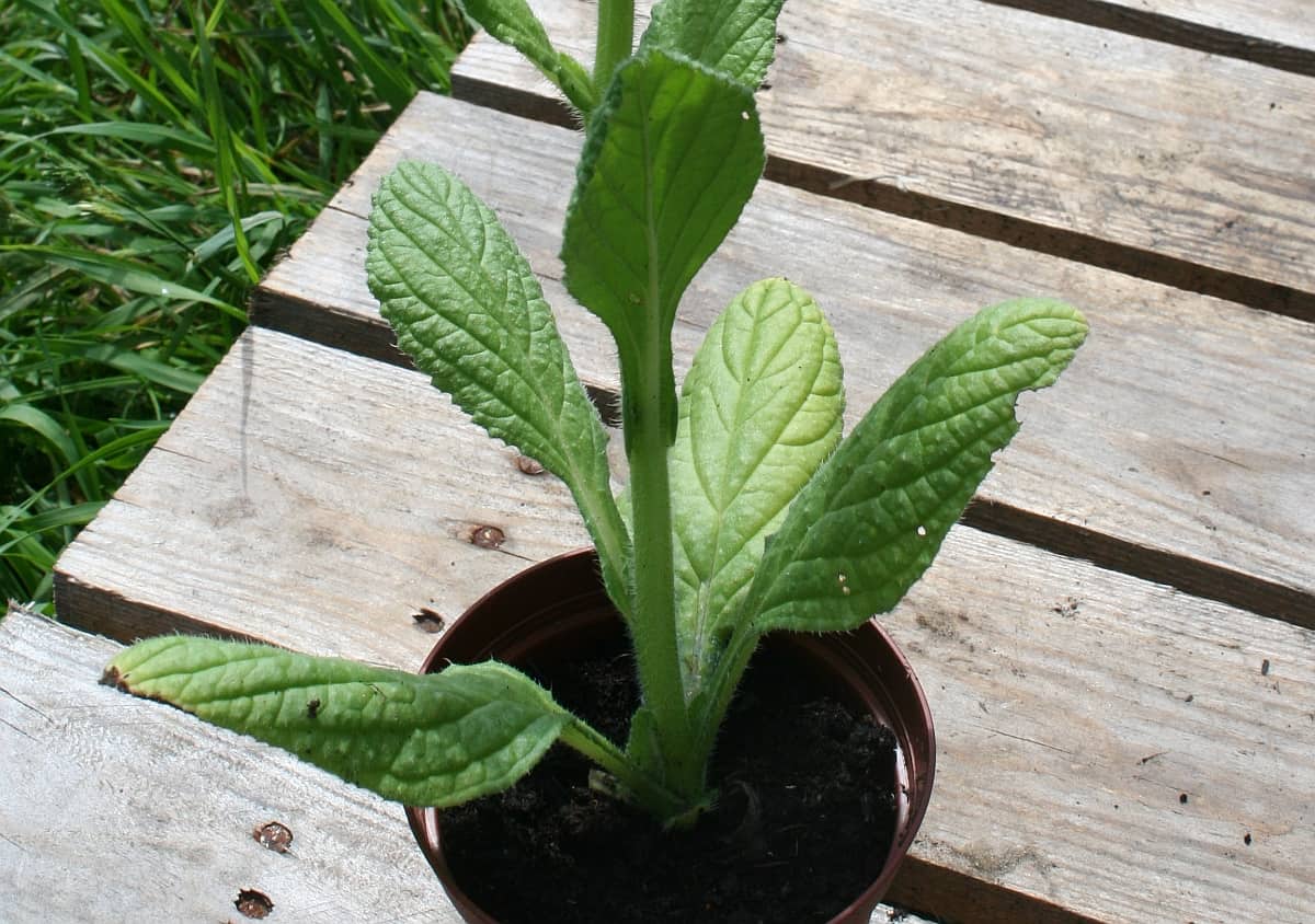 Borretschblätter