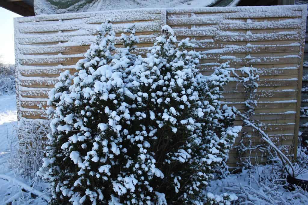 Eibe im Winter