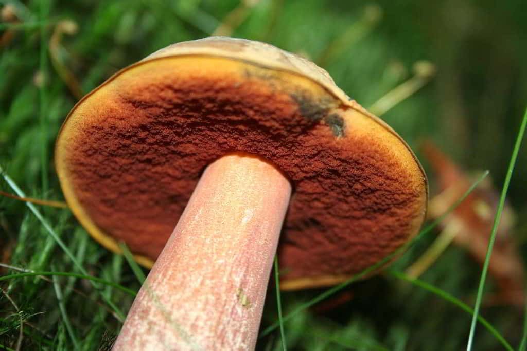Flockenstieliger Hexenröhrling