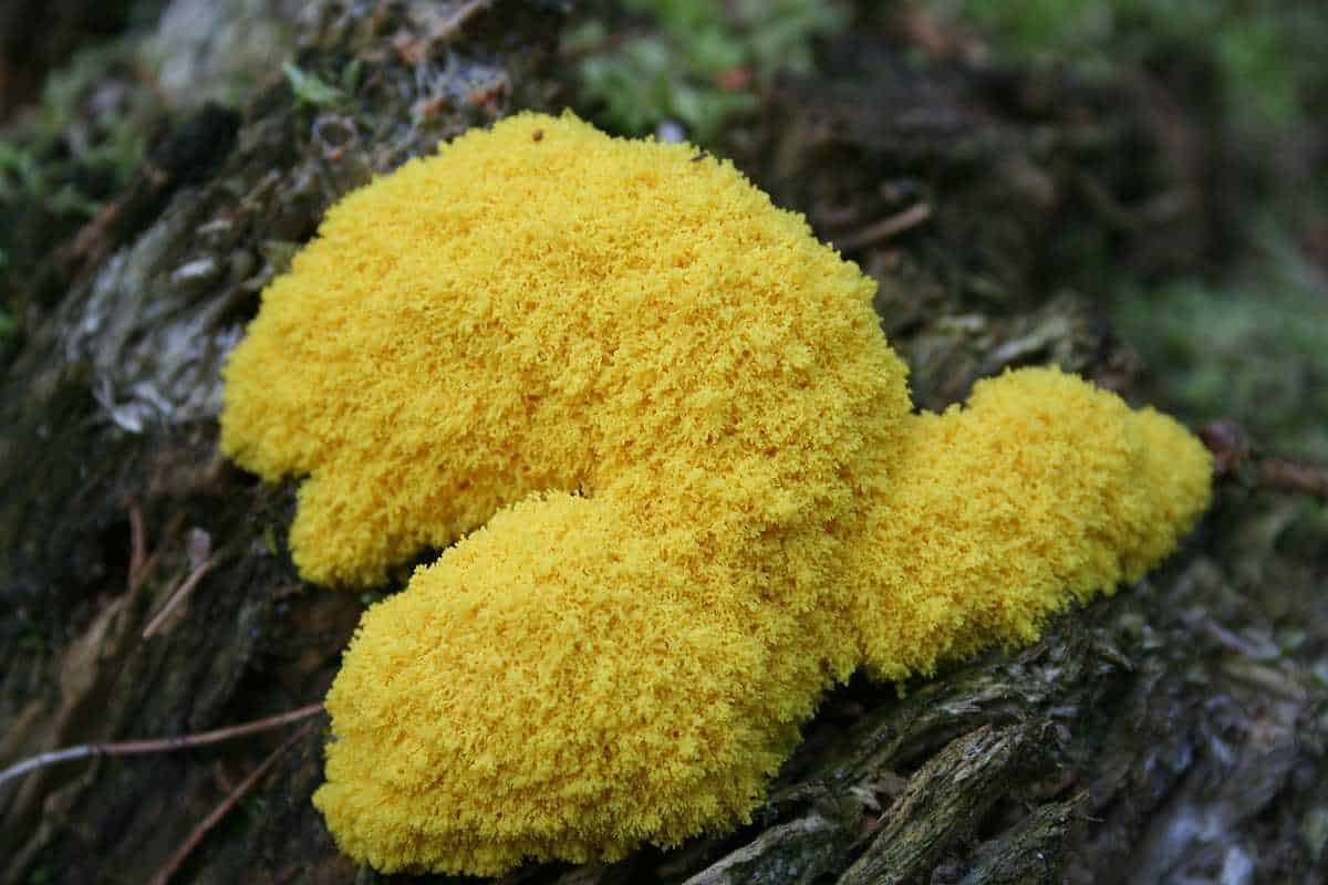 Hexenbutter, die gelbe Lohblüte