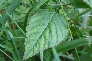 (Blatt eines Hexenkrauts)