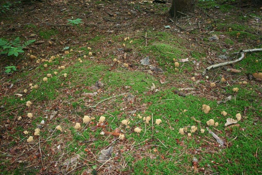 Hexenkreis