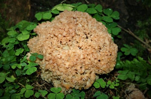 Pfannengericht Krause Glucke | Herbstküche