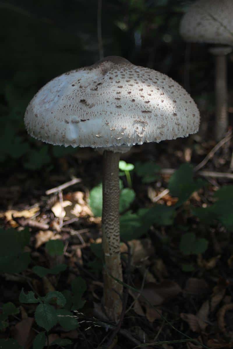 Parasolstiele trocknen