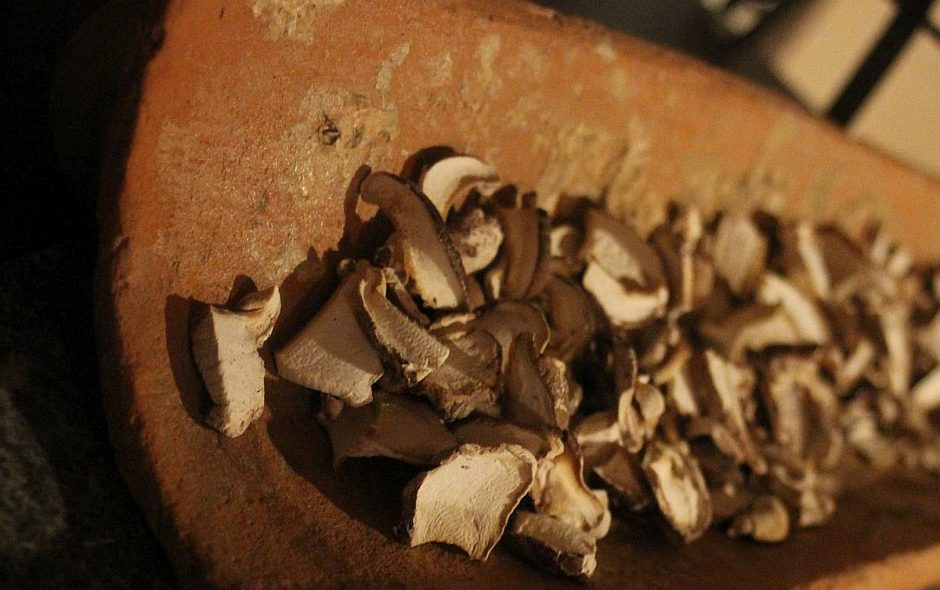 Pilze richtig trocknen