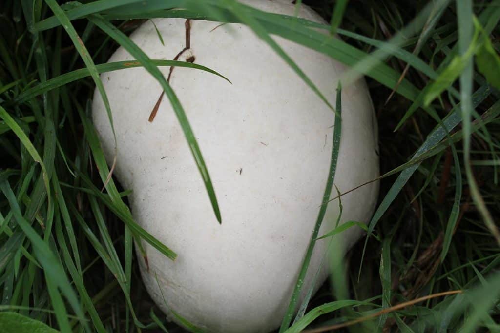 Riesenbovist