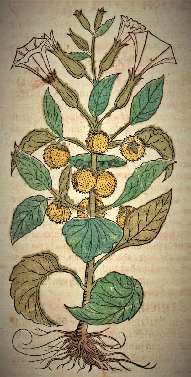 Stechapfel Hieronymus Bock 1546