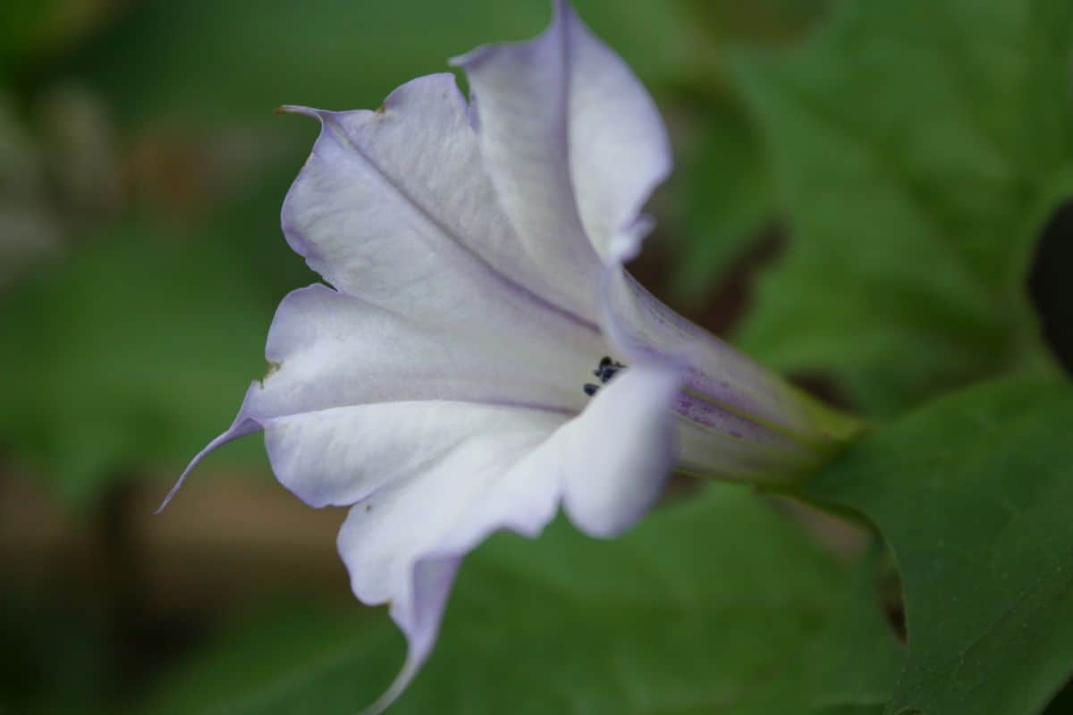 Stechapfelblüte