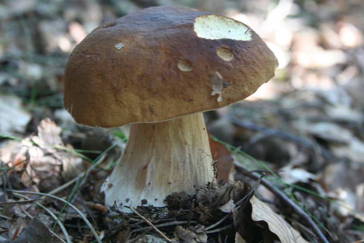 Steinpilze richtig trocknen