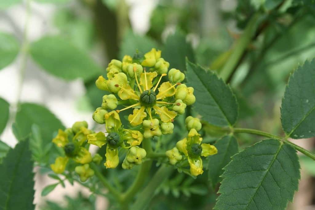 Weinrautenblüte