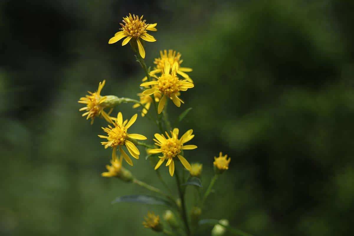 Goldrutenblüten