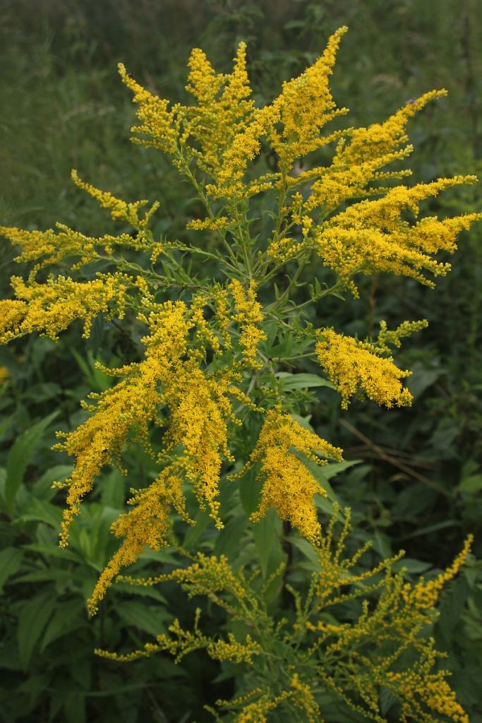 Kanadische Goldrute