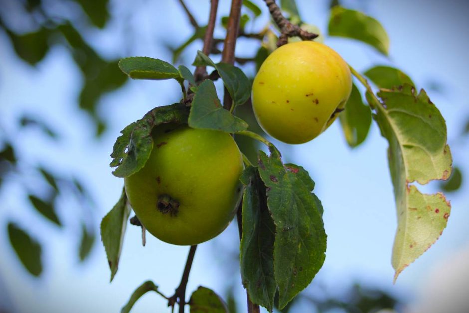 Holzäpfel werden auch Wildäpfel genannt