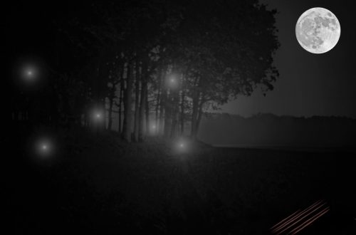 Der Wald und seine Irrlichter