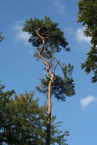 (Waldkiefer)