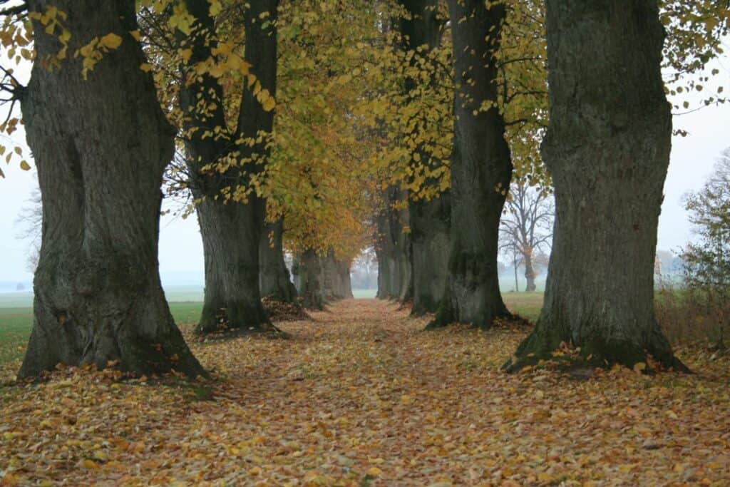 Eine Lindenallee in Mecklenburg