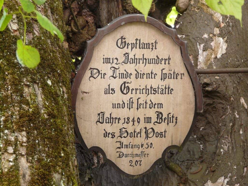 Gerichtsbaum Linde
