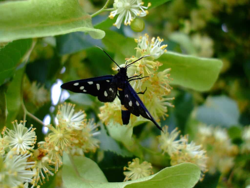 Lindenblüten