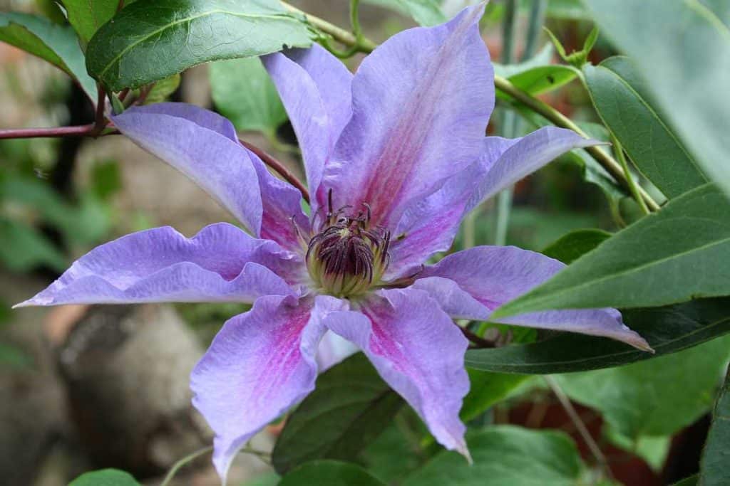 www.celticgarden.de