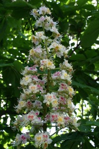 kastanienblüten