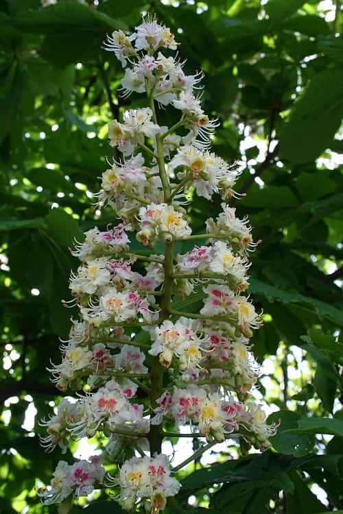 Rosskastanienblüten