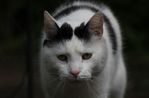 Katzenliebhaber und Katzenhasser