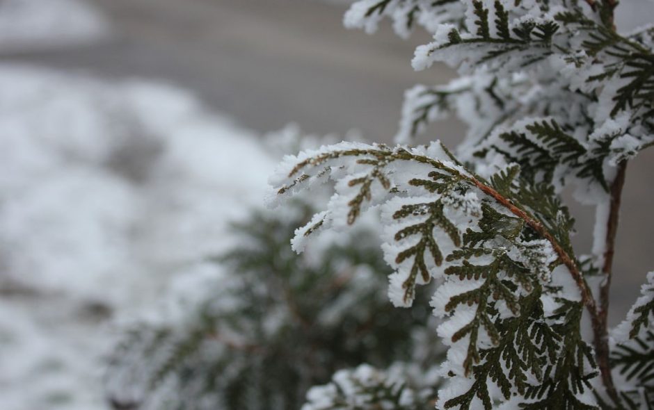 Räucherwerk um in den Rauhnächten die Seelengeister auf Abstand zuhalten