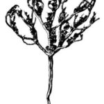 Rose von Jericho