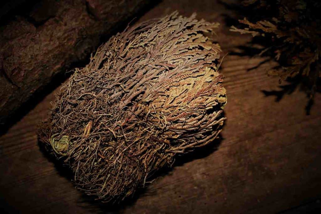 Rose von Jericho geschlossen
