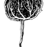 Rose von Jericho