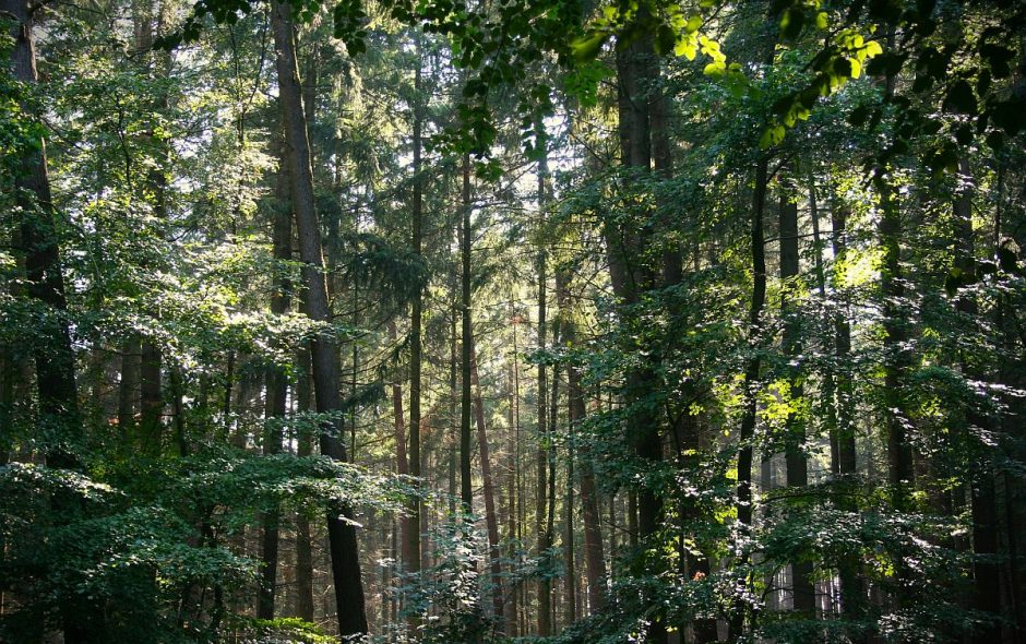 Sammelrituale von Wildpflanzen bei den Kelten
