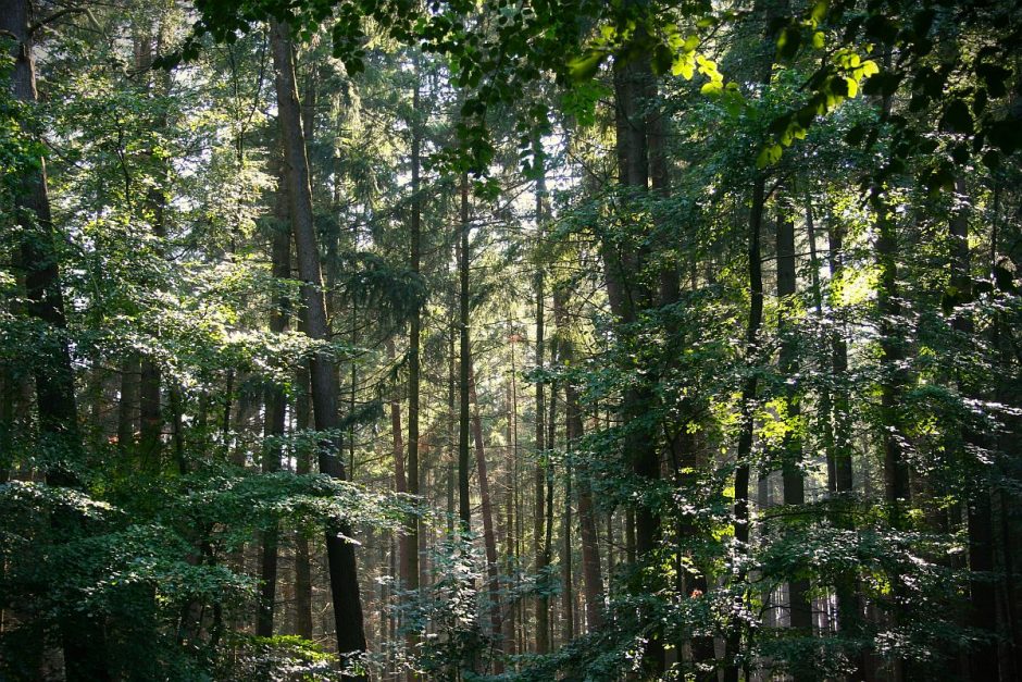 Sammelrituale von Wildpflanzen bei den Kelten