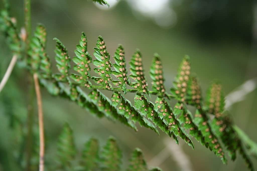 Sporen vom Wurmfarn
