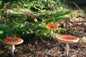 fliegenpilze rauhnächte