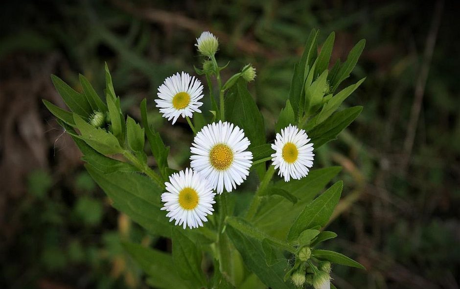 Beruf- und Beschreikräuter