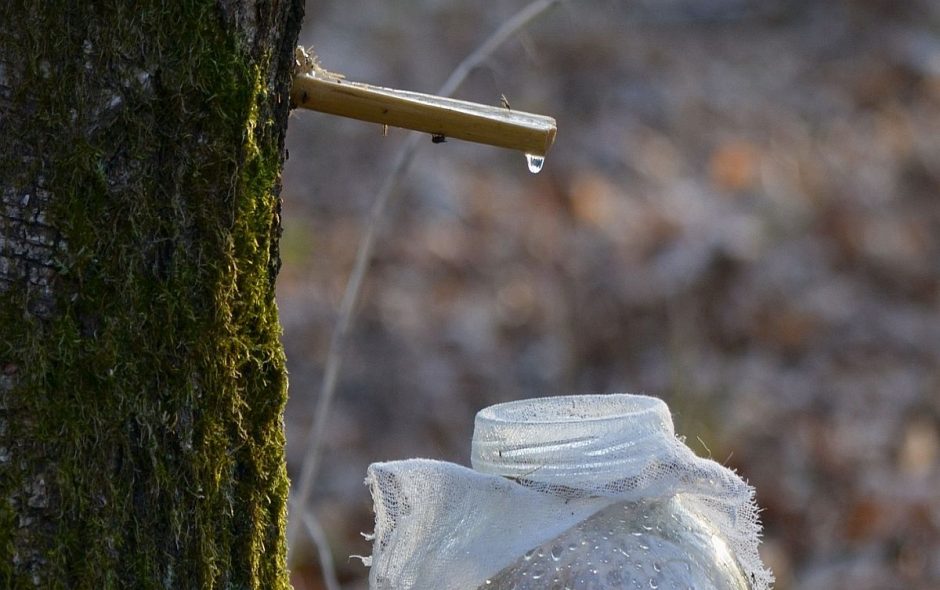 Birkenmet selbermachen