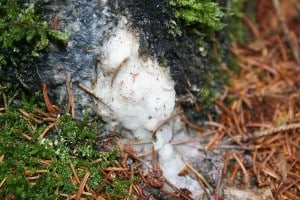 fichtenharz