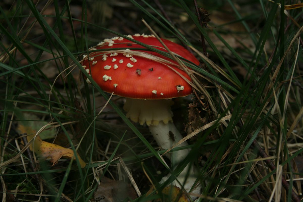 Der mystische Fliegenpilz