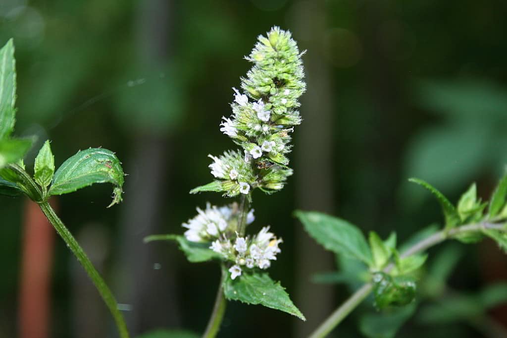 Pfefferminzblüte