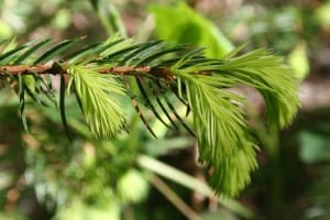 (Fichtenknospen)
