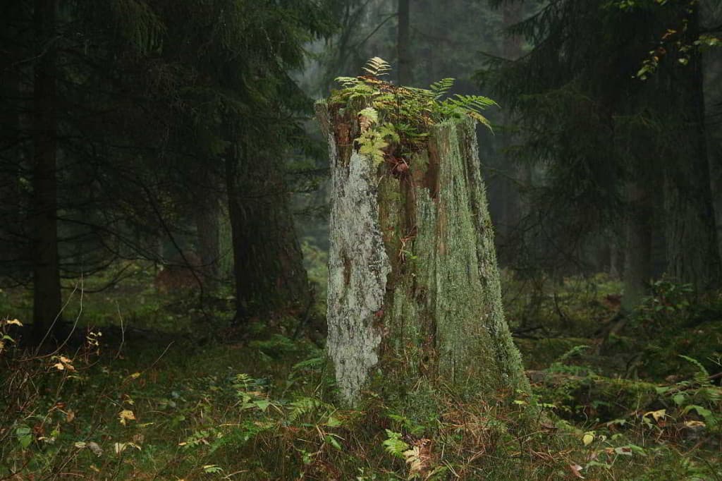 Einsamer Baumstumpf im Wald