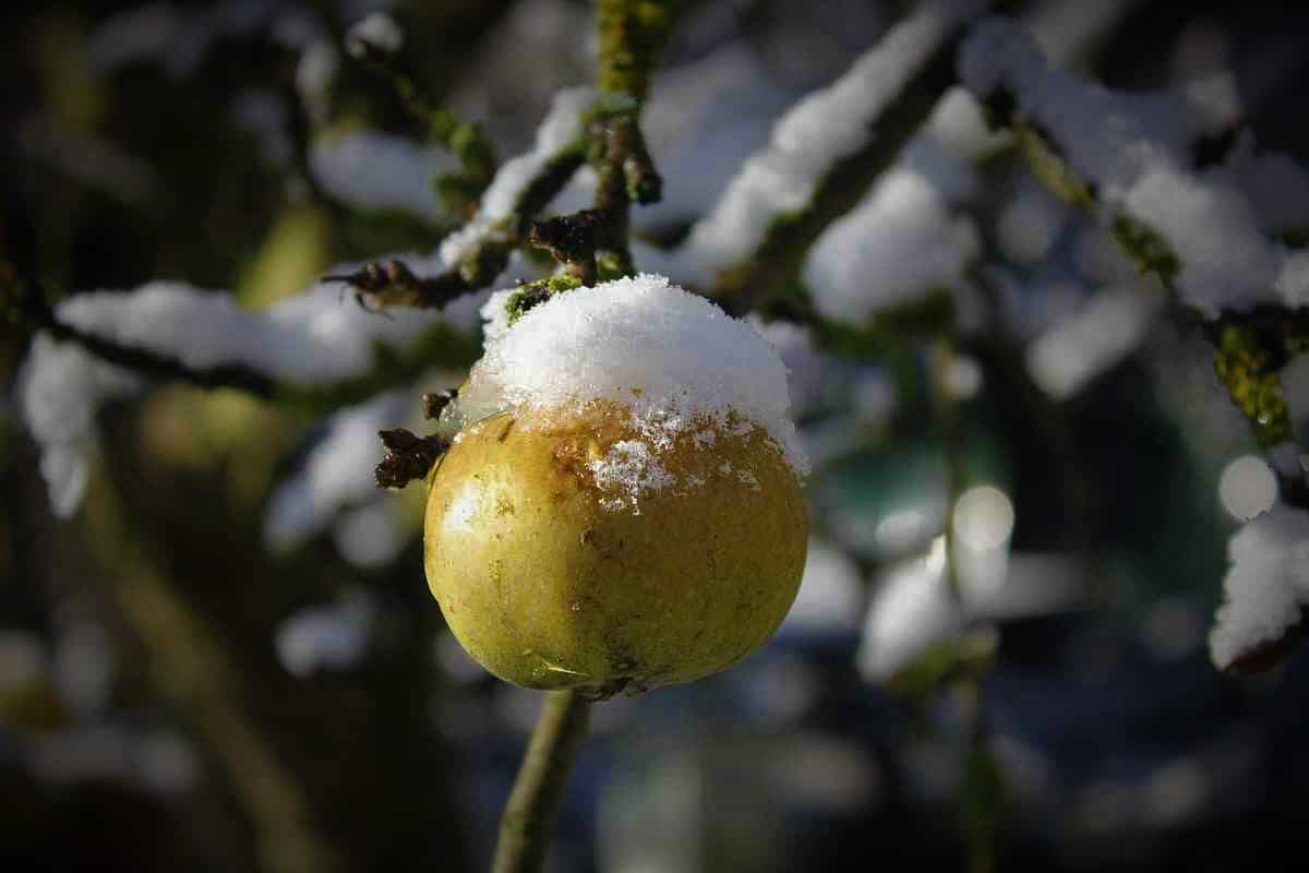 Apfelknödel Rezept