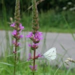 Blutweiderich als Färberpflanze