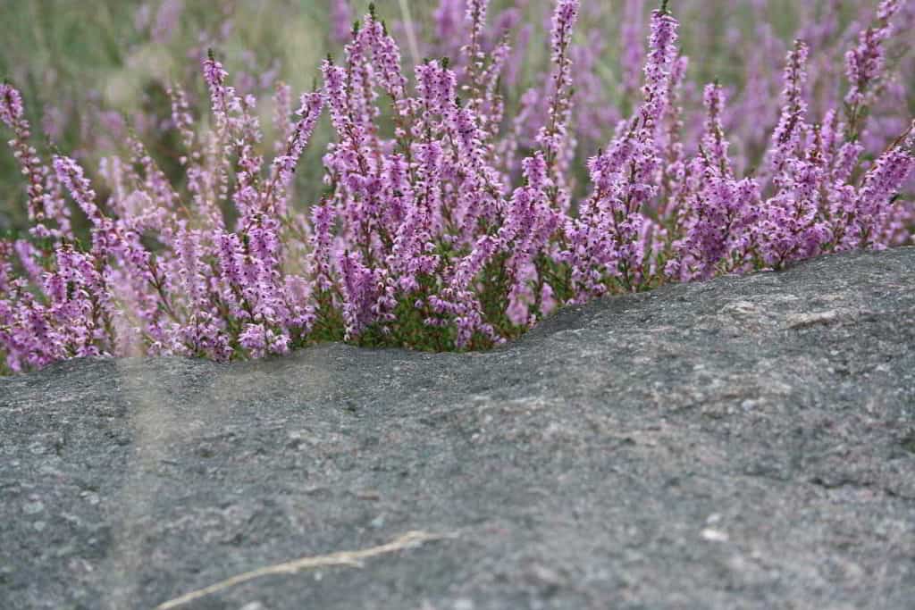 Färberpflanze Besenheide